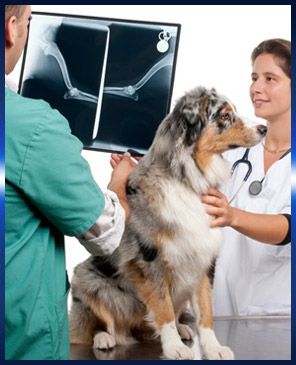 Consultori Veterinari Ricard Graells - Doctores revisando un perro